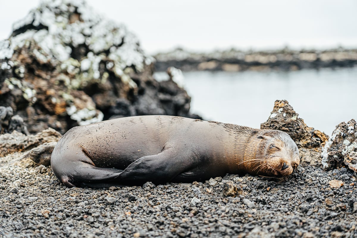 Galapagos Vacation: Everything You Need To Know Before Going