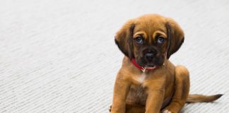 The Best Family Dogs And What To Know Before You Buy