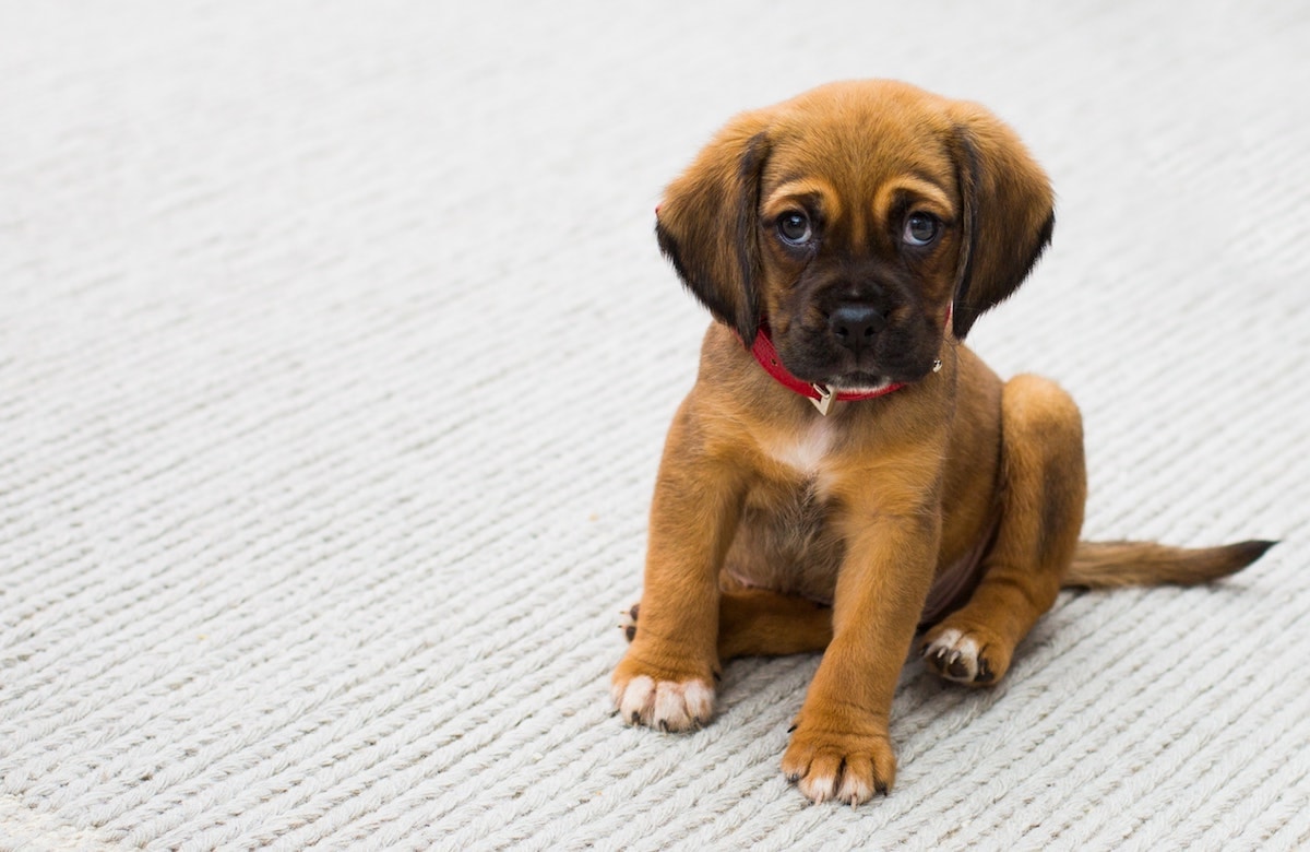 The Best Family Dogs And What To Know Before You Buy