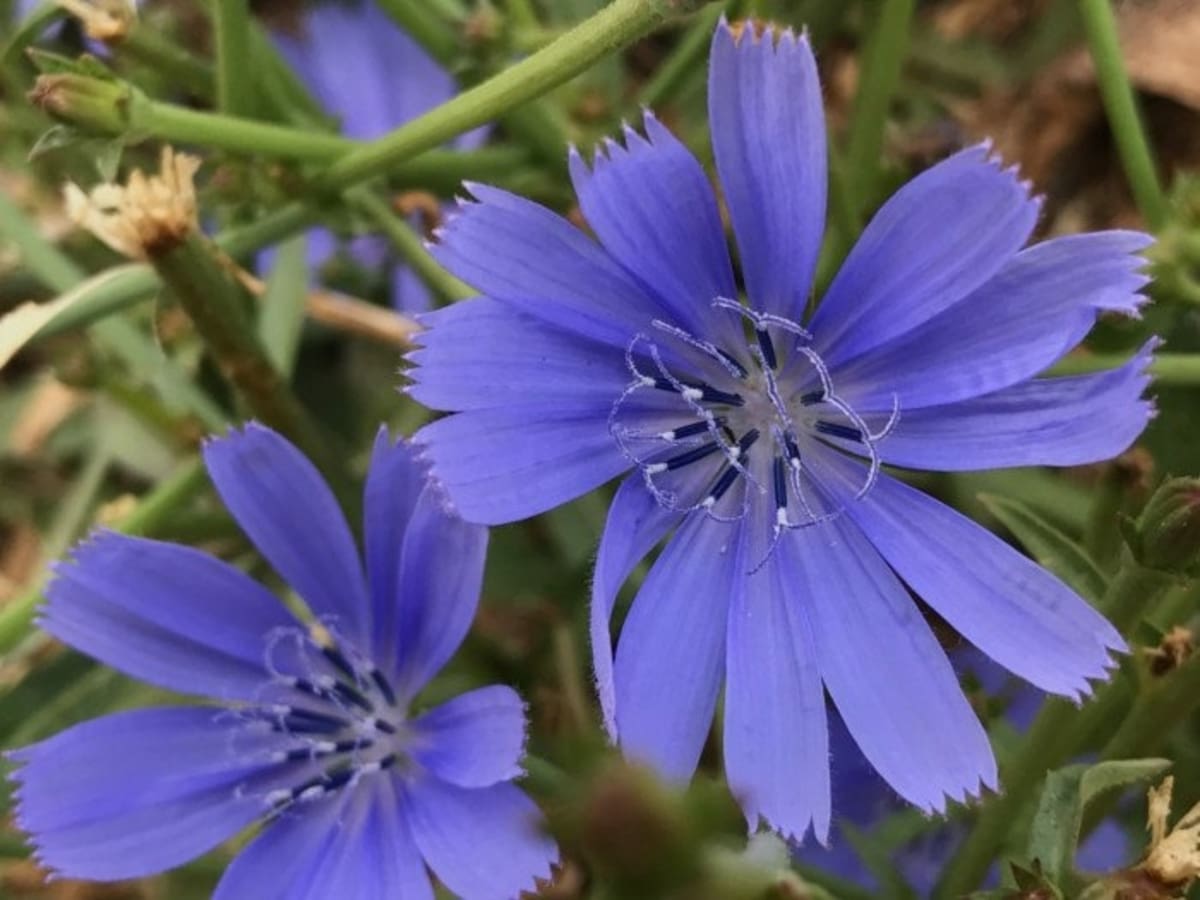 Everything You Need To Know About Chicory Root