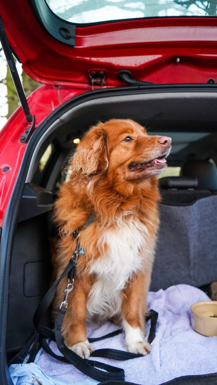 Pcs Tips: How To Have A Safe Moving Day With Pets