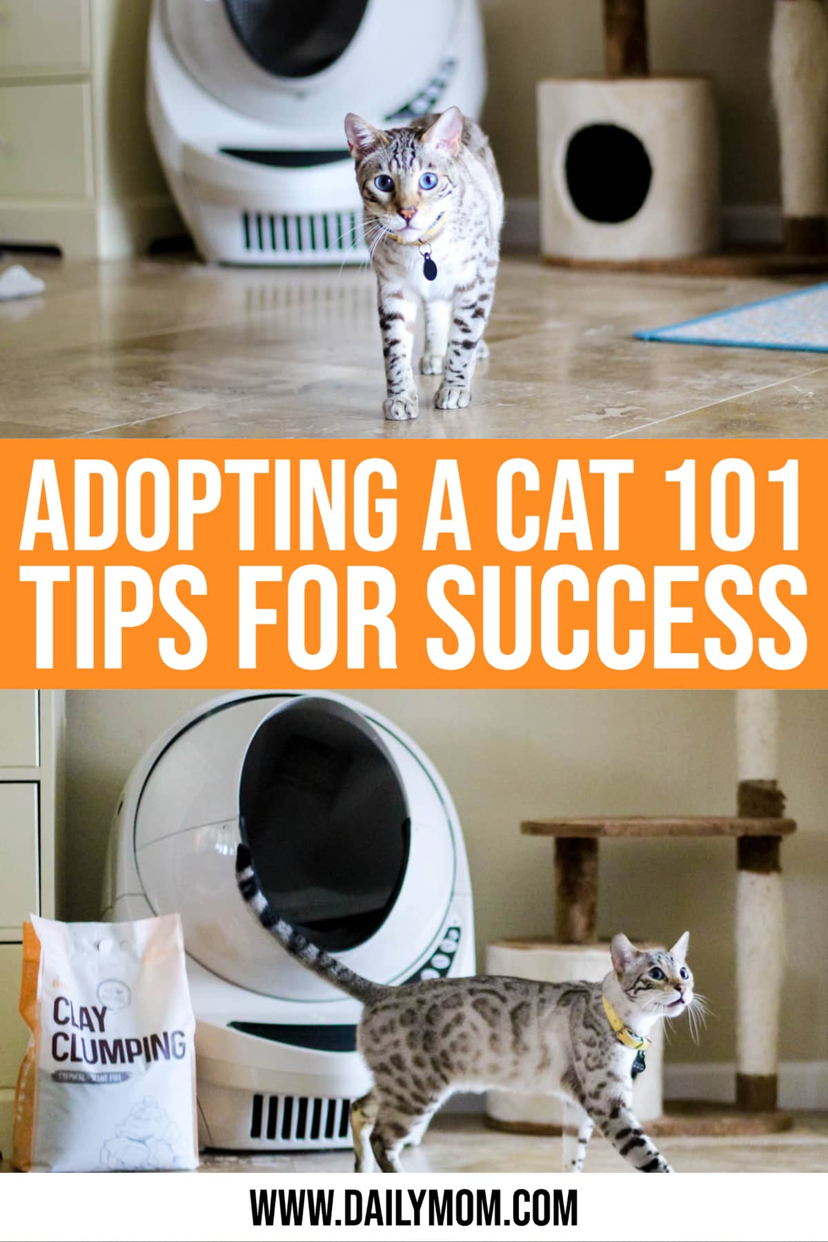 Adopting A Cat 101 Tips For Success » Read More