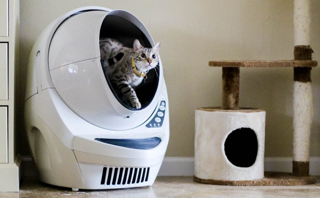 Adopting A Cat 101: Tips For Success