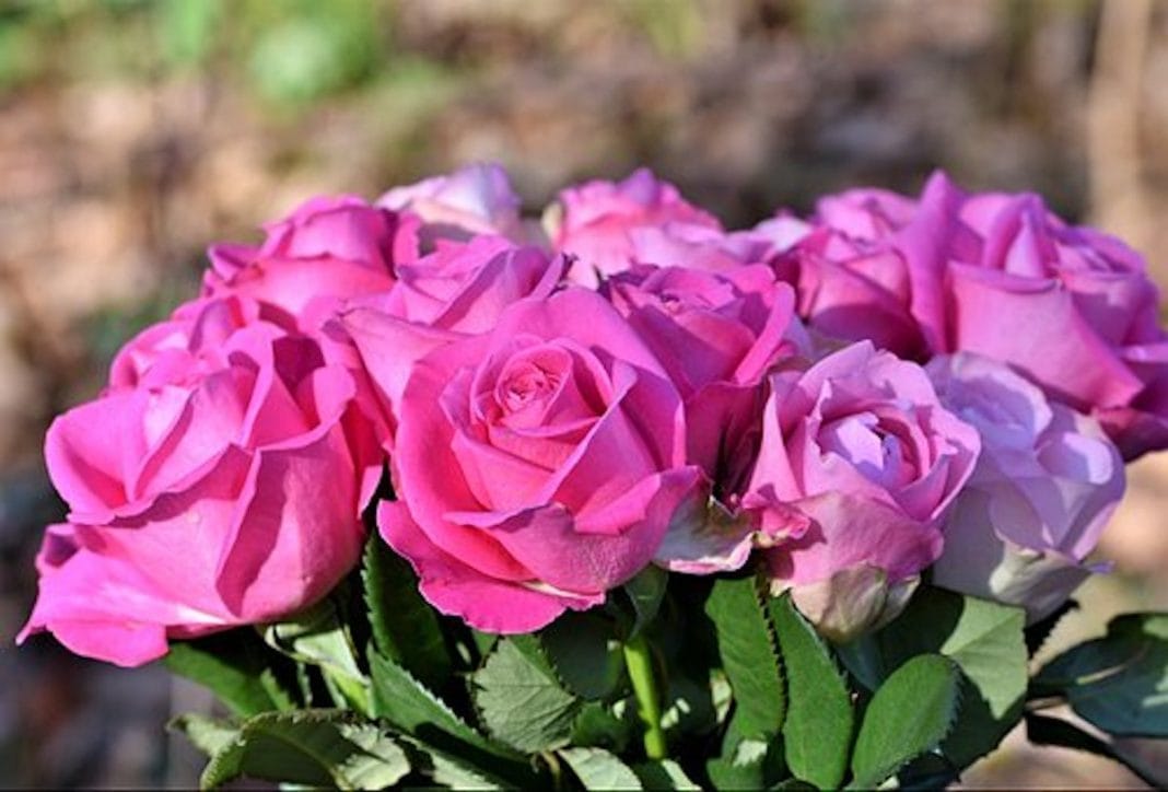 The Best Flowers For Mother’s Day: What To Send And Why The Best Flowers For Mother’s Day: What To Send And Why