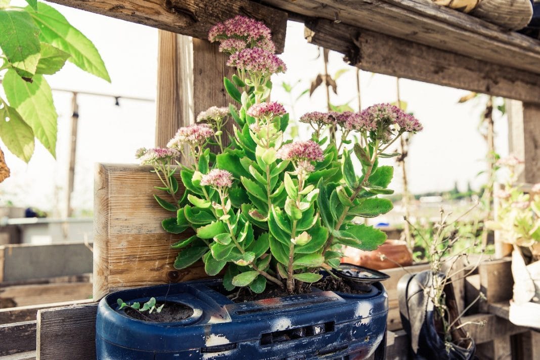 Creating A Fantastic Vertical Garden For Your Home Creating A Fantastic Vertical Garden For Your Home