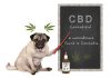 Why You Should Use Cbd Oil For Dogs