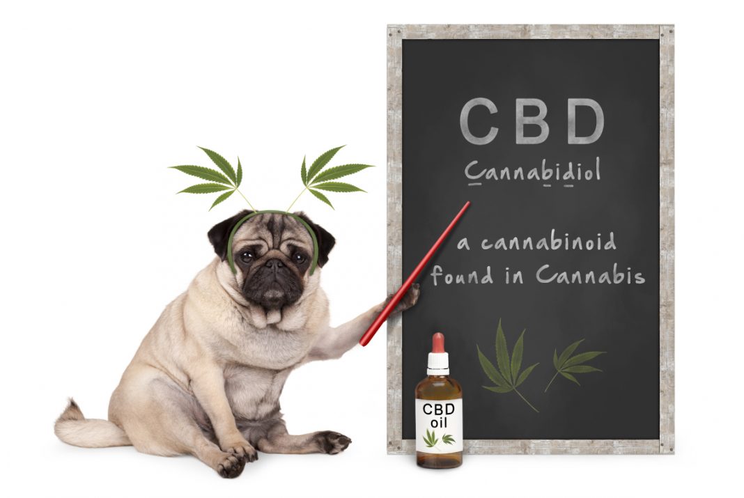 Why You Should Use Cbd Oil For Dogs