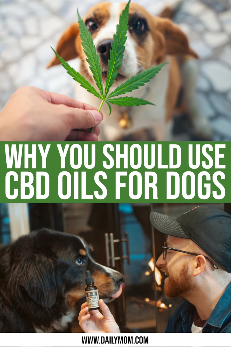 Why You Should Use Cbd Oil For Dogs