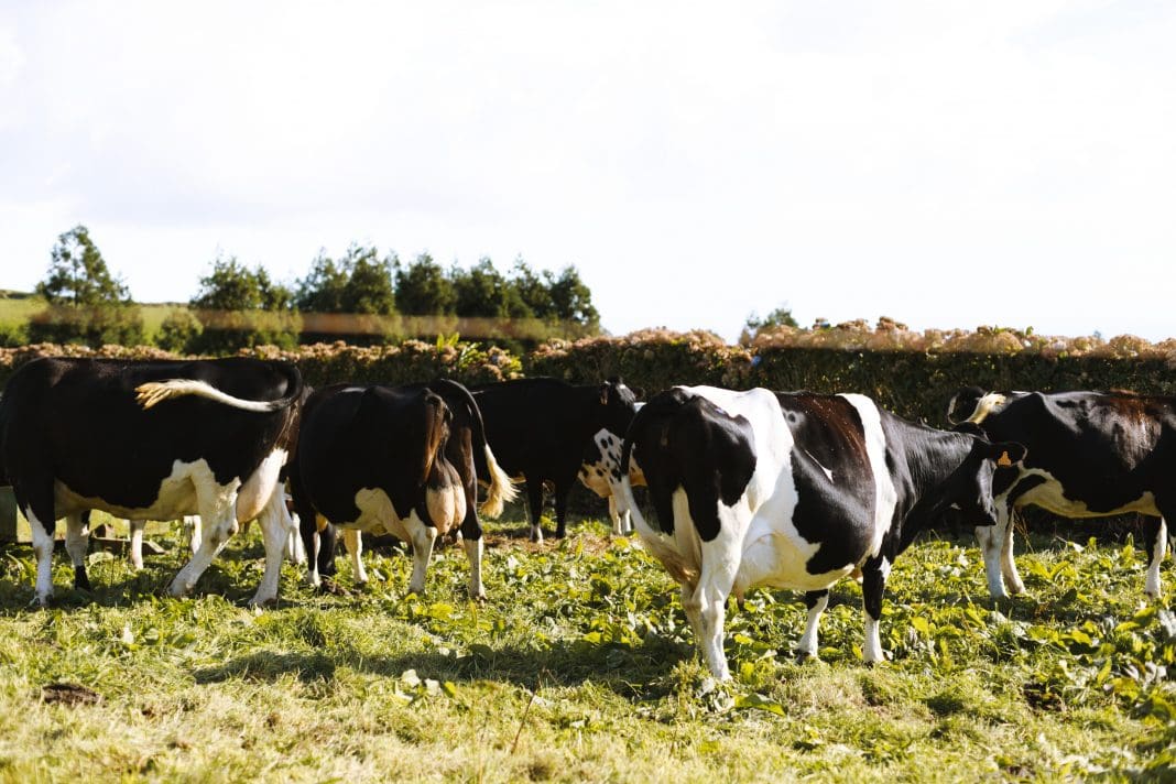 Moo-ving Onto Cows Milk For Babies, Let’s Get Started! Moo-ving Onto Cows Milk For Babies, Let’s Get Started!