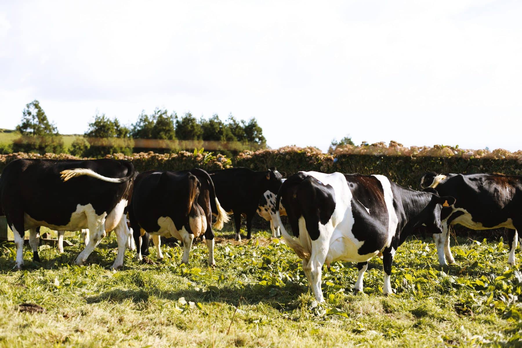 Mooving To Cows Milk For Babies, Let’s Get Started