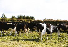 Moo-ving Onto Cows Milk For Babies, Let’s Get Started!