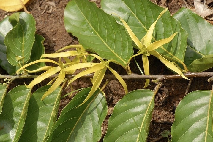 Stressed? Say “Yes, Yes!” To Ylang Ylang Oil