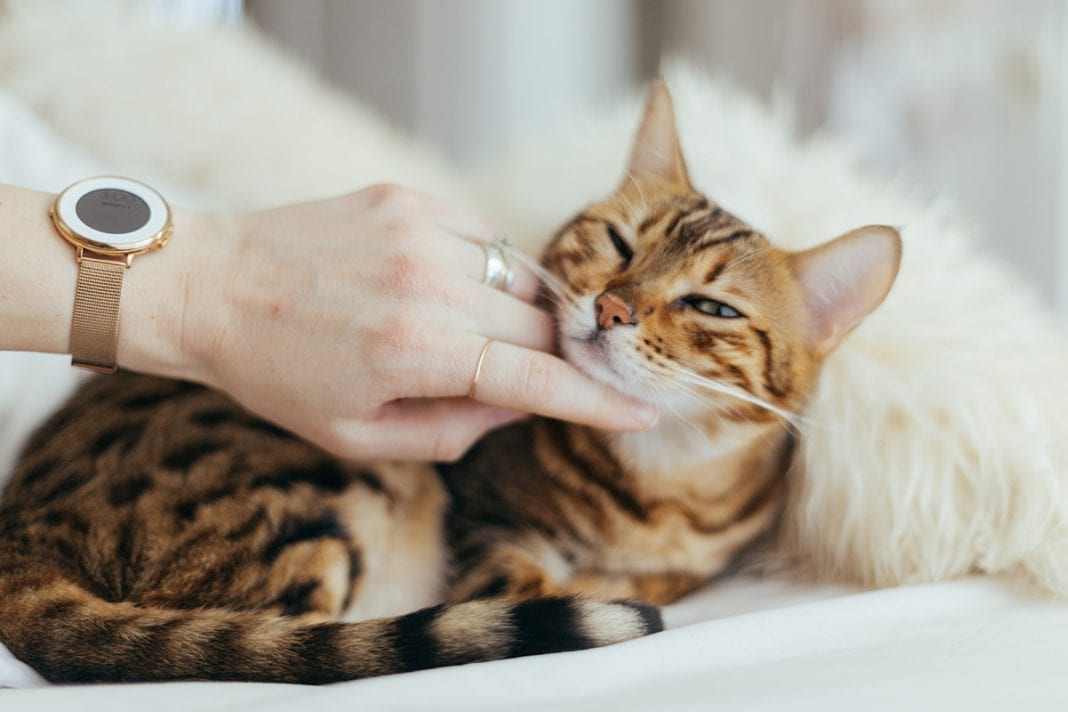 Pet Memorial Ideas For A Lasting Impression