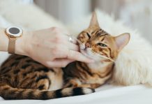 Pet Memorial Ideas For A Lasting Impression
