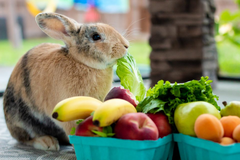 Rabbit As A Pet: 7 Great Reasons You Should Own One