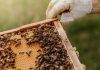 Beekeeping: One Major Way To Help Save Our Planet