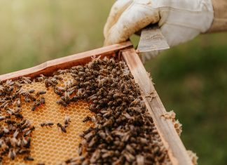 Beekeeping: One Major Way To Help Save Our Planet