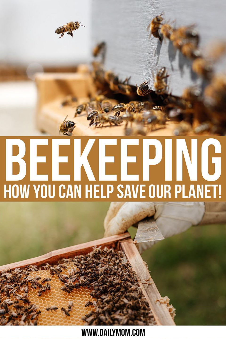 Beekeeping: One Major Way To Help Save Our Planet