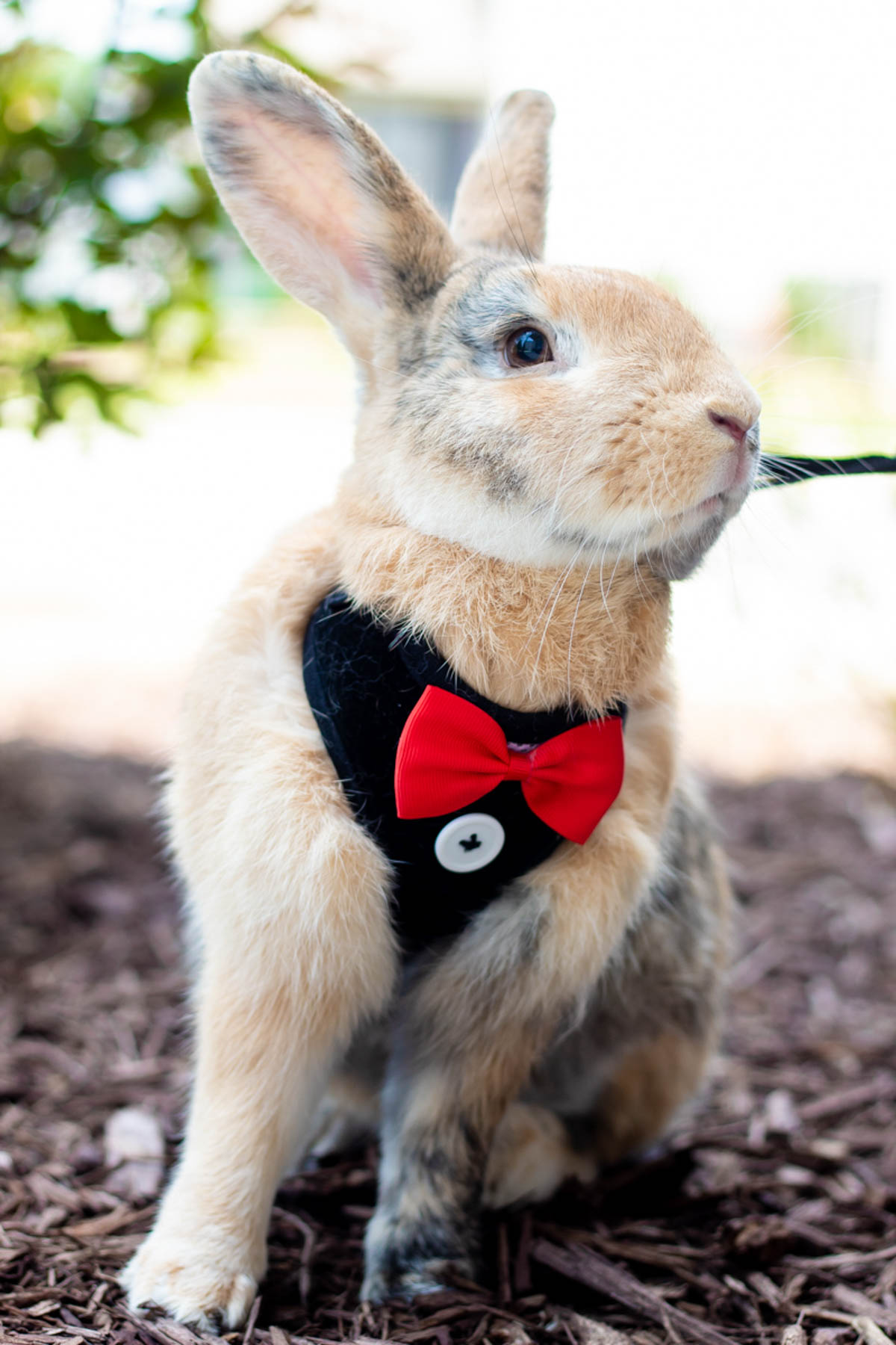 Rabbit As A Pet: 7 Great Reasons You Should Own One