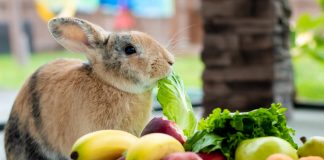 Rabbit As A Pet: 7 Great Reasons You Should Own One