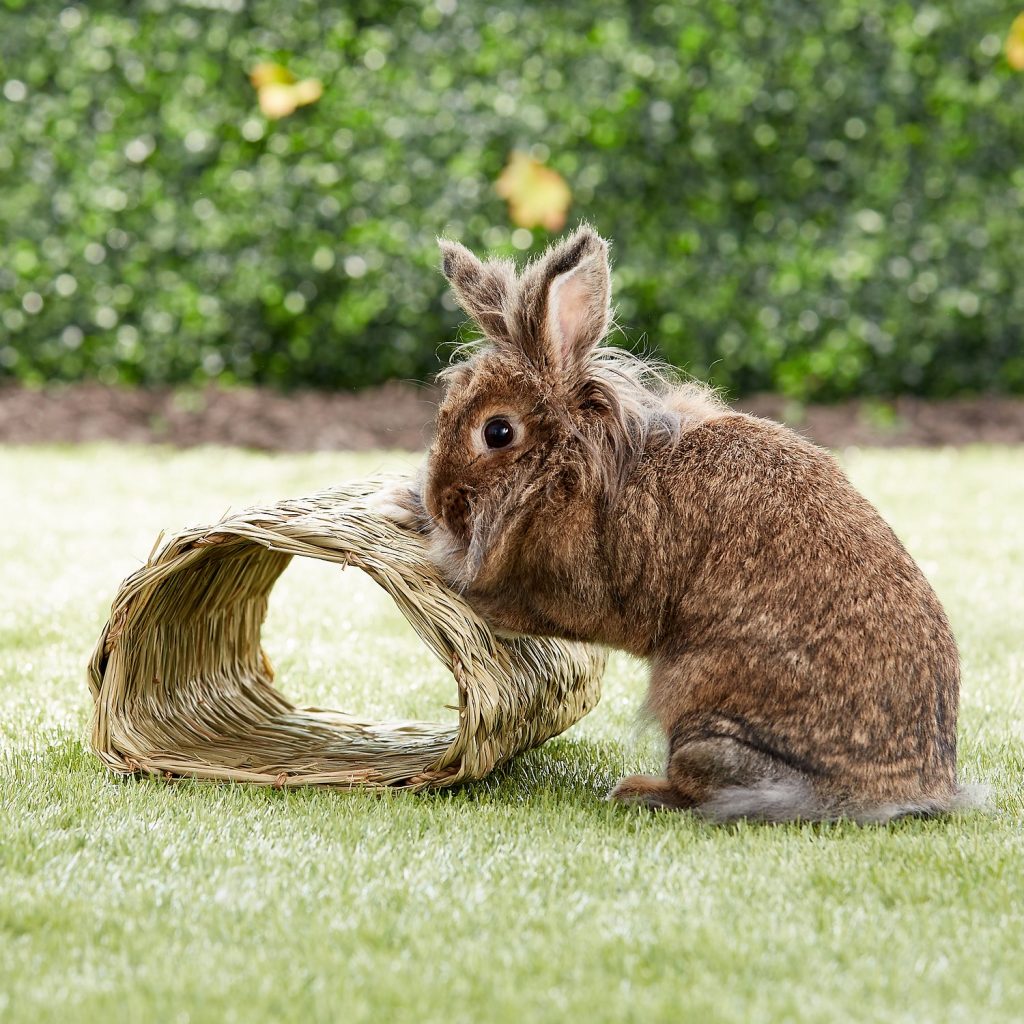 25 Essentials To Pamper Your New Pet Rabbit