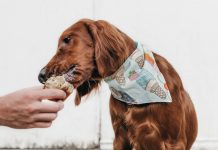 Please Your Pup: Delicious Cake Recipes For Dogs Please Your Pup: Delicious Cake Recipes For Dogs