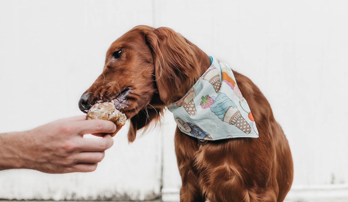 Please Your Pup: Delicious Cake Recipes For Dogs