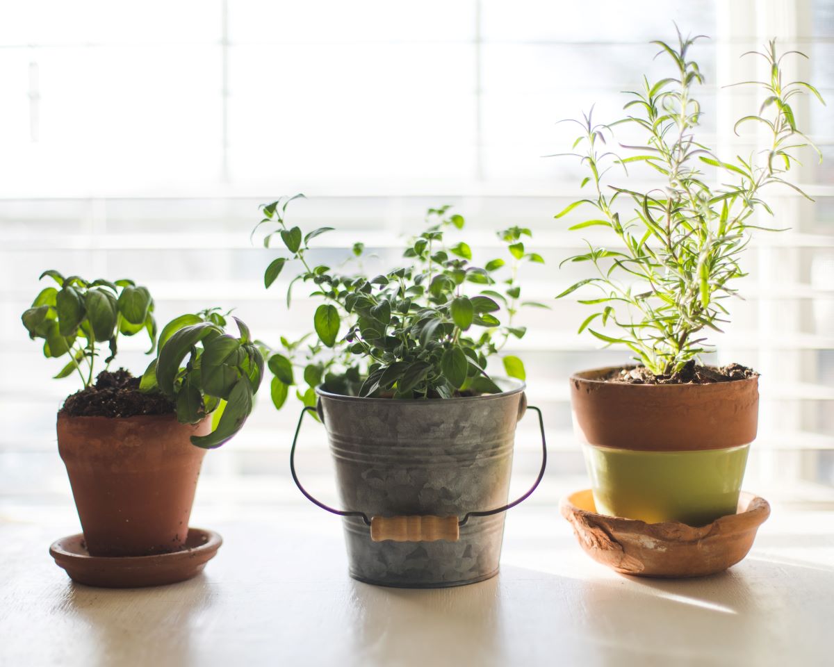 7 Helpful Tips To Get You Indoor Gardening