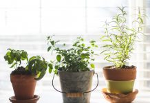 A Beginners Guide To Indoor Gardening