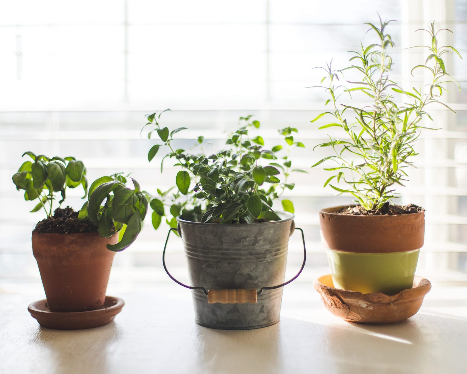 7 Helpful Tips To Get You Indoor Gardening
