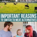 Important Reasons To Switch To Meat Alternatives