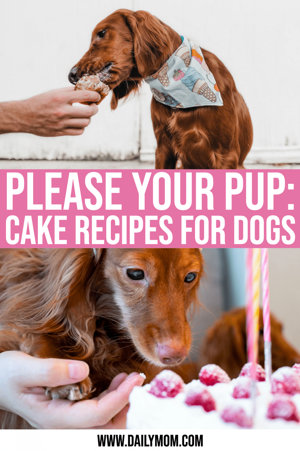 Please Your Pup: Delicious Cake Recipes For Dogs