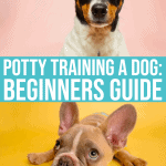 Potty Training A Dog: Easy 4 Step Guide