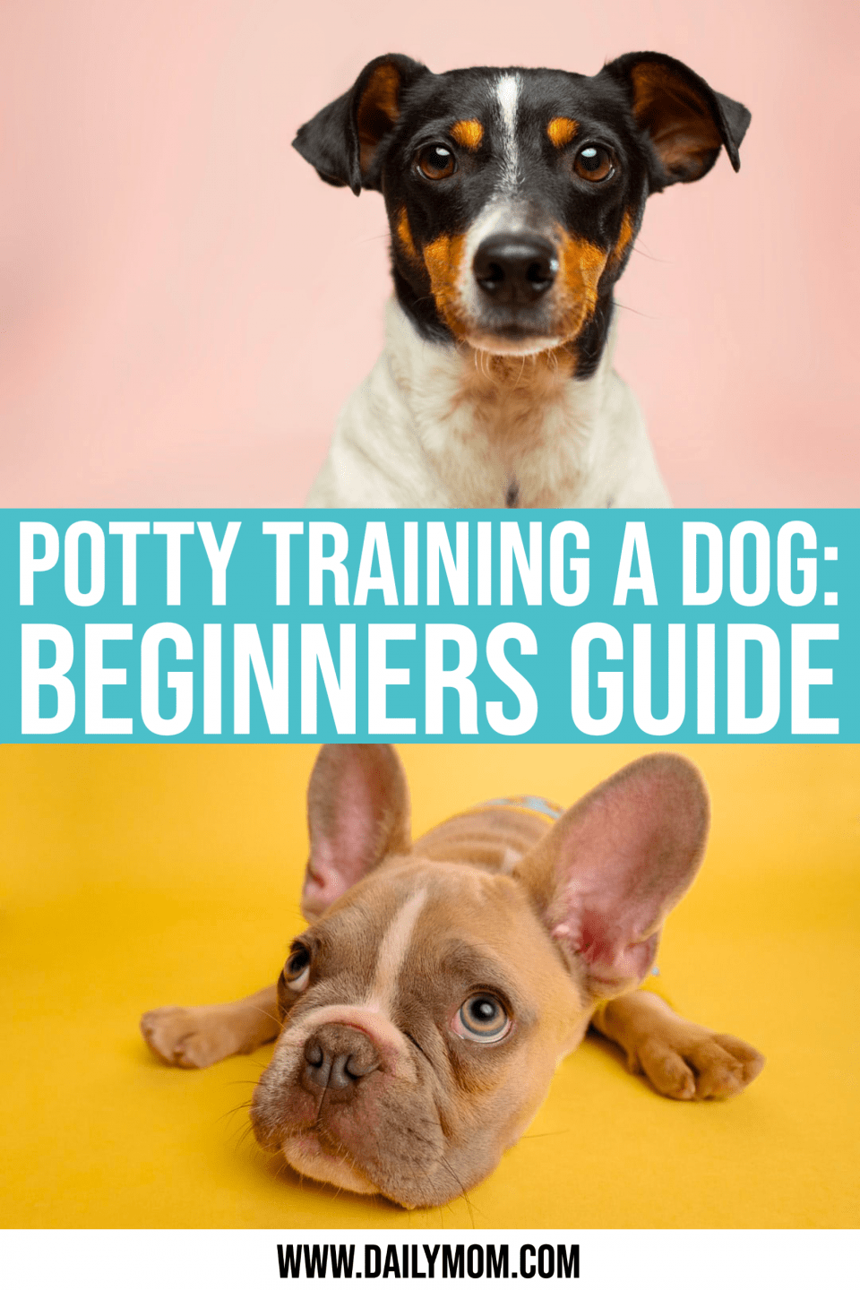 Potty Training A Dog Easy 4 Step Guide » Learn How!