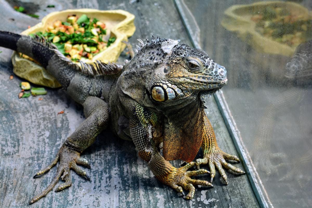 25 Purchases To Help Your Pet Lizard Feel At Home Read Now