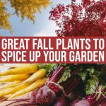 10 Great Fall Plants To Spice Up Your Garden