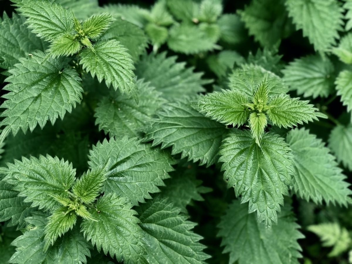 Why You Should Give Stinging Nettle A Chance