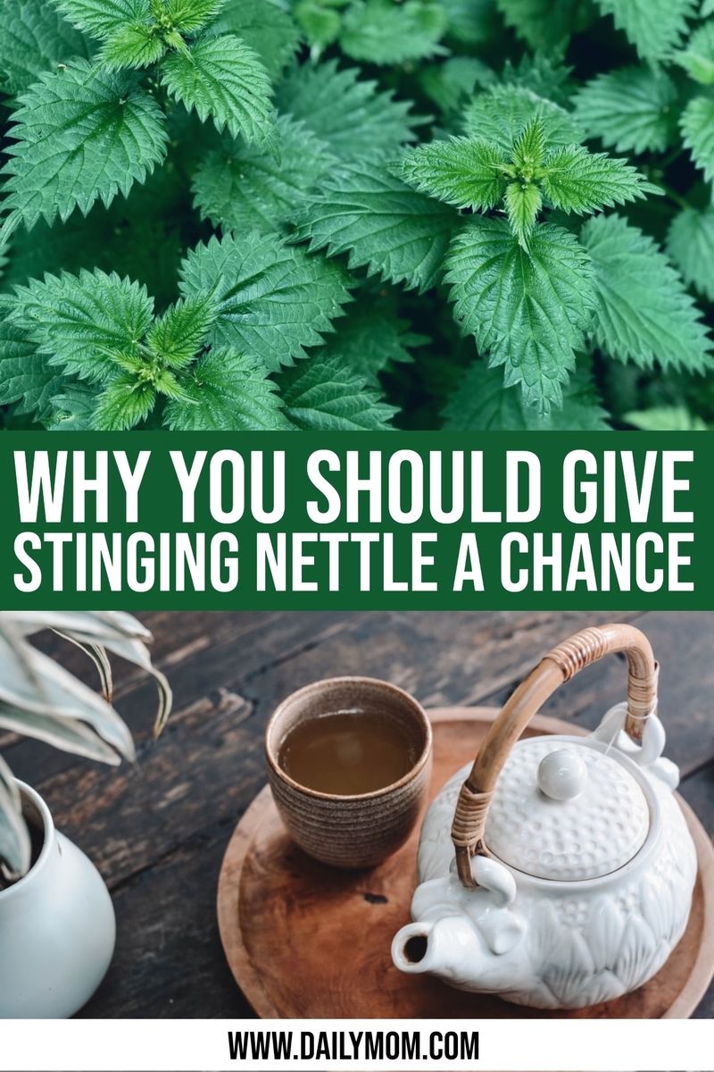 Why You Should Give Stinging Nettle A Chance