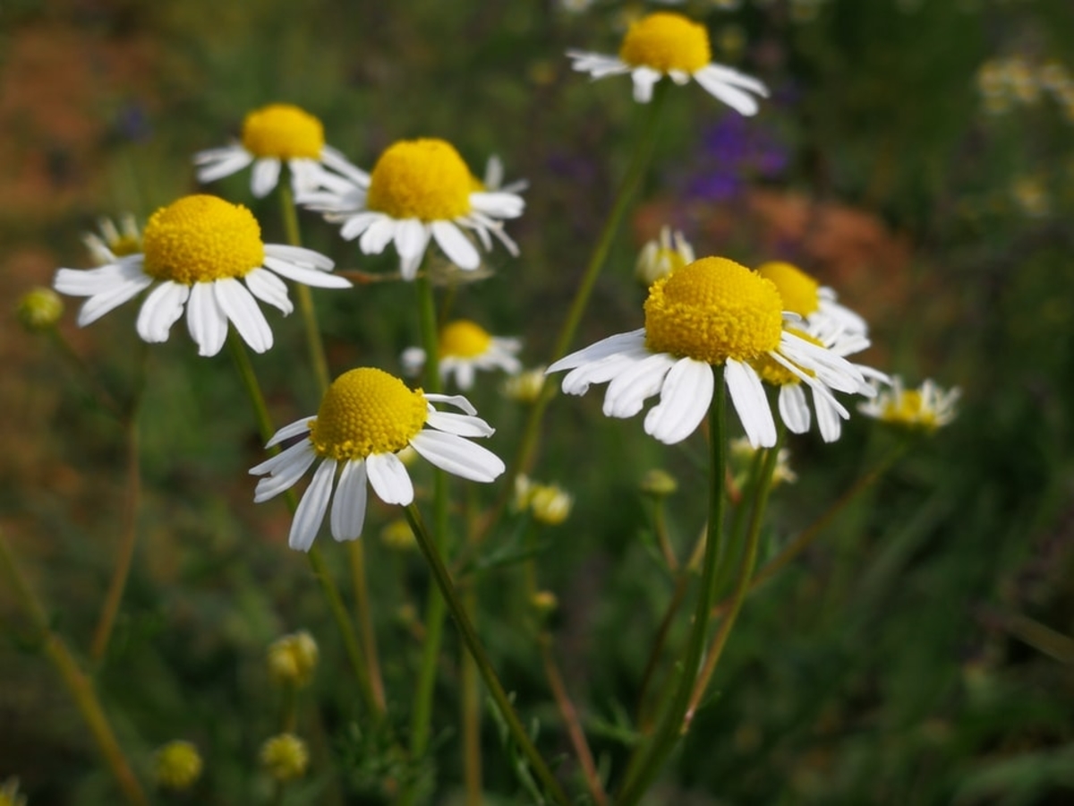 Chamomile Benefits: It Is More Than Just Tea