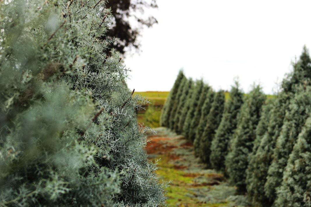 Buying A Real Christmas Tree And Why You Should Ditch Your Fake One