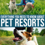 Pet Resorts: Everything You Need To Know