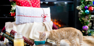17 Holiday Gifts For Pet Lovers That Are 4 Paws Approved