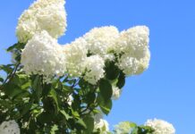 Spring Garden: 20 Things We Are Digging For March {2021} Spring Garden: 20 Things We Are Digging For March {2021}