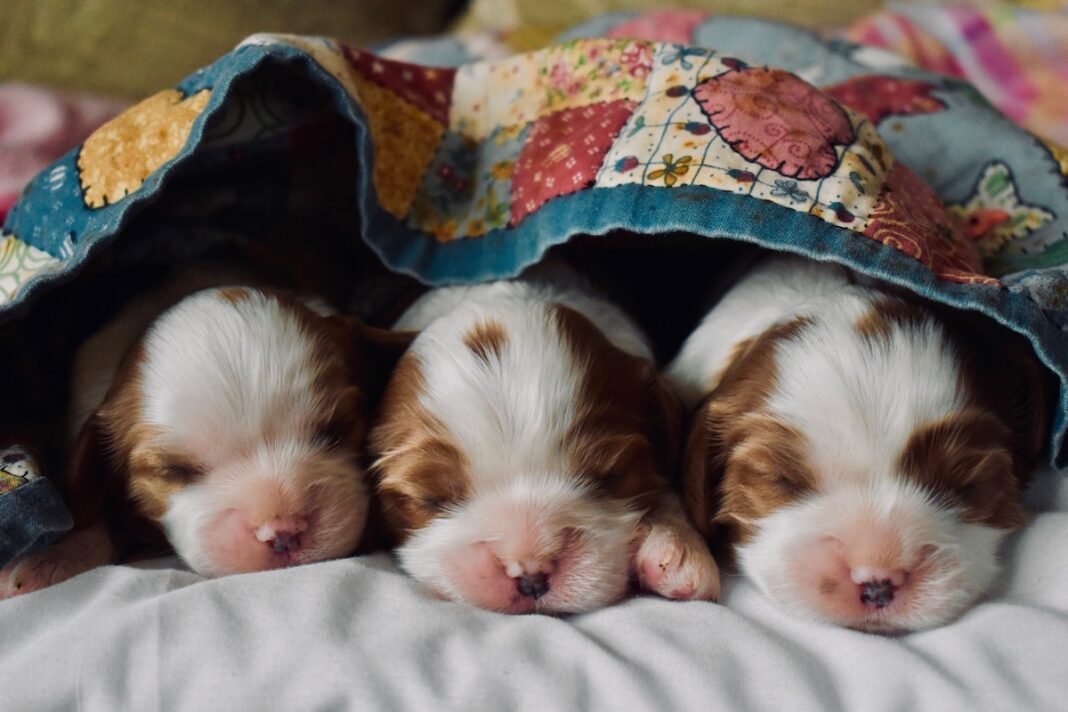 Finding A Family Pet: Animals That Are A Great Fit And Ones To Avoid