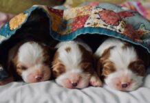 Finding A Family Pet: Animals That Are A Great Fit And Ones To Avoid