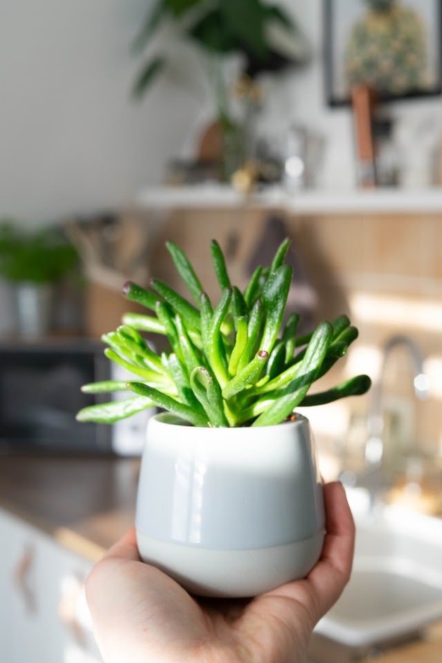 How To Create A Simple Indoor Garden And Gather Wellness Benefits