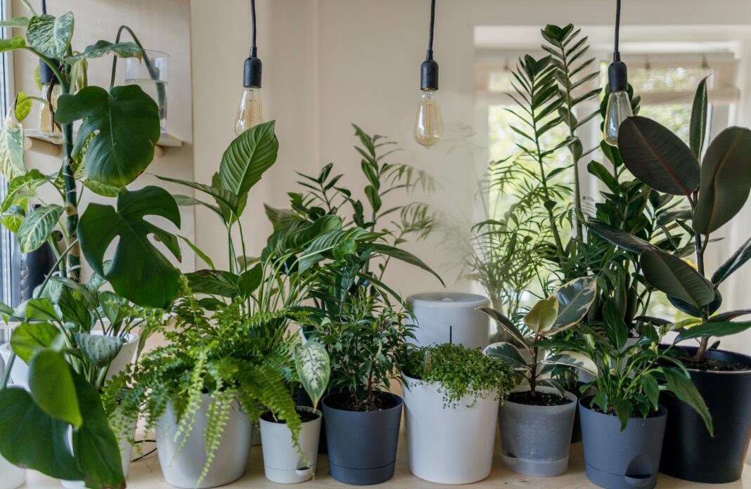 How To Create A Simple Indoor Garden And Gather Wellness Benefits