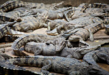 9 Unique & Entertaining Alligator Parks To Visit For Fun in Florida 9 Unique & Entertaining Alligator Parks To Visit For Fun In Florida