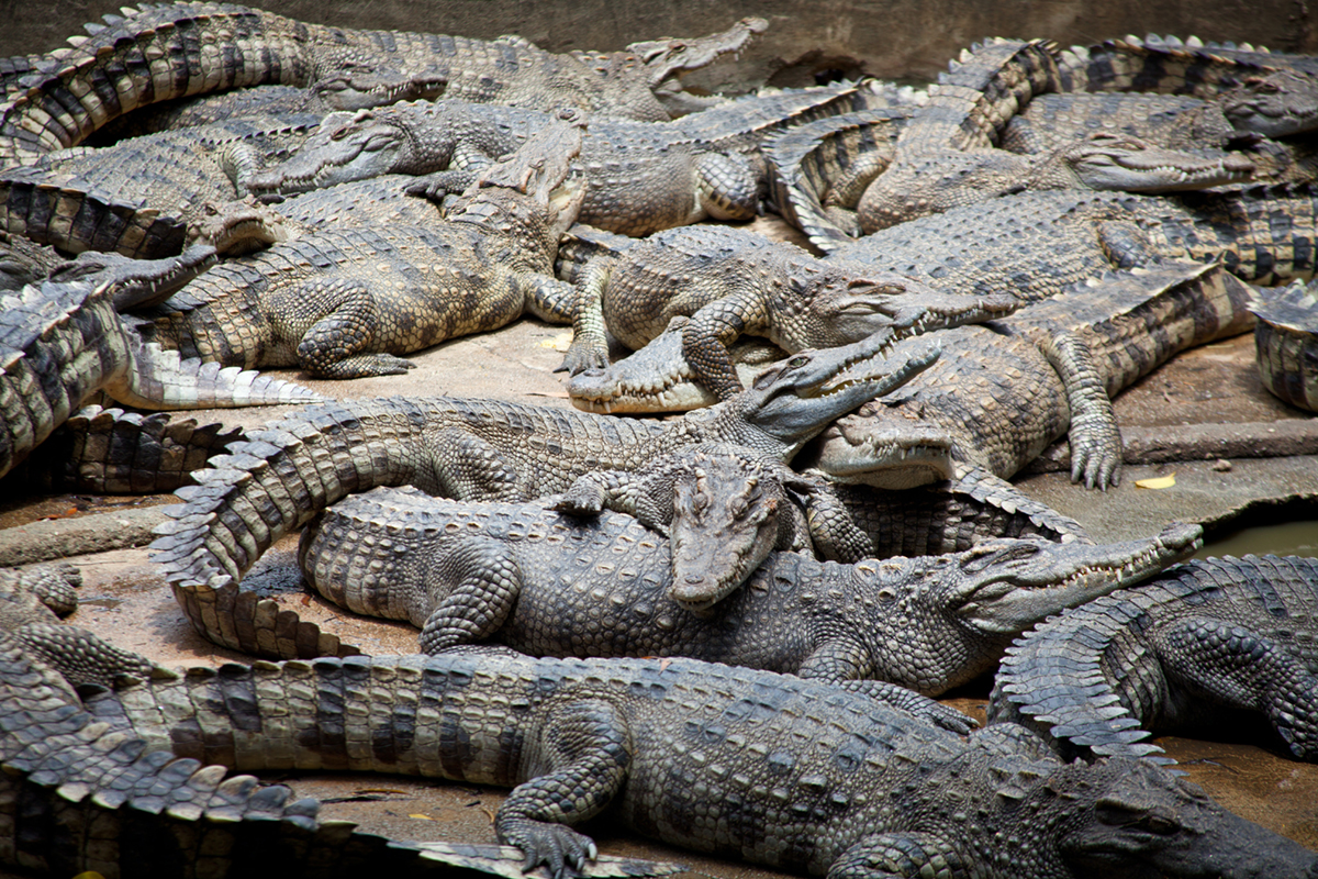 9 Unique & Entertaining Alligator Parks To Visit For Fun In Florida