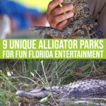 9 Unique & Entertaining Alligator Parks To Visit For Fun In Florida